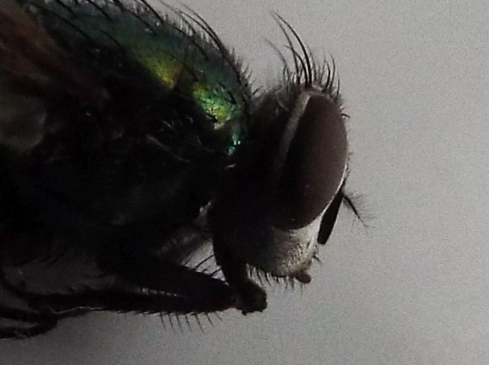 Lucilia sp. femmina del gruppo sericata (Calliphoridae)